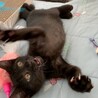 黒猫カヌレくん　ずっとのお家募集中です サムネイル5
