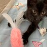 黒猫カヌレくん　ずっとのお家募集中です サムネイル6