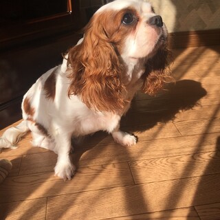 キャバリア　きなこ　♀5才　ブレンハイム　