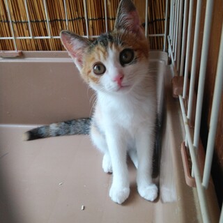 ずっとのおうちが見つかりました❣️