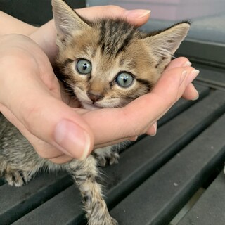 ご応募ありがとうございました(｡ᵕᴗᵕ｡)