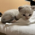 洋風な毛色のシャムっぽい子猫