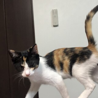 とても人懐こく美人ちゃん！三毛猫のみーちゃん★