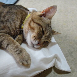 正式に譲渡して頂きました、ありがとうございました。