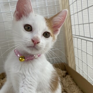 ★茶白の美人ちゃん★