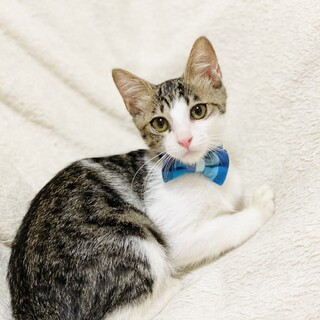 河川敷でお腹を空かせていた子猫たち