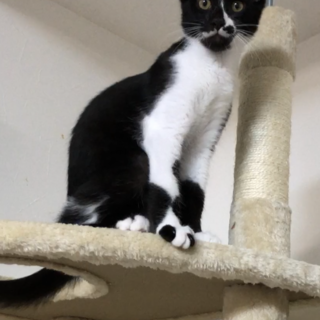 人も猫も大好き！毛並みツヤツヤのバロンくん！