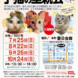 NPO法人 おおさかねこネット 子猫の里親会