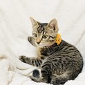 河川敷でお腹を空かせていた子猫たち