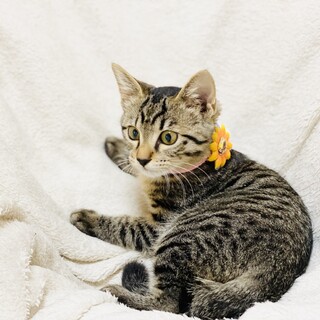 河川敷でお腹を空かせていた子猫たち