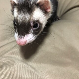 マーシャルフェレットです