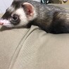 マーシャルフェレットです サムネイル2