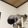 ゆかまろ。
