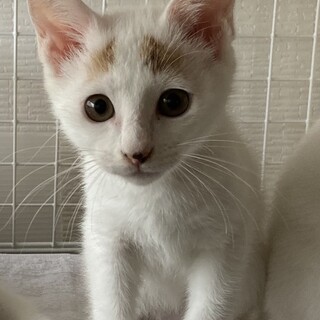 ★まろ眉の可愛い子ちゃん★