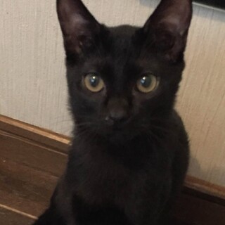 人懐っこい黒猫の女の子4ヶ月