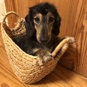 ミニチュアダックス男の子３歳くらいツィキーくん