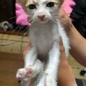 生後2ヶ月の赤ちゃんです