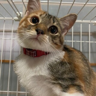 子猫ちゃん里親募集‼️