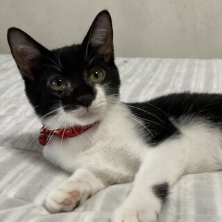 甘えん坊で飼いやすいです♪　バロンくん　