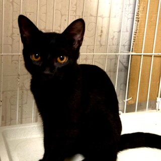 超甘えん坊な小さな黒猫ちゃん