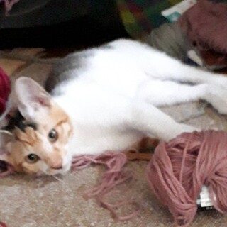 4ヶ月ミケちゃんの家族になってください！