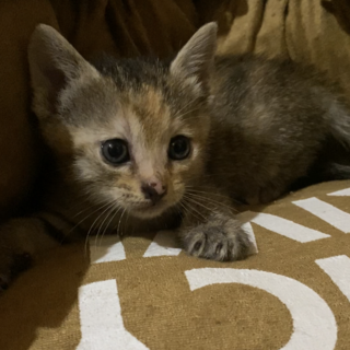 可愛い姉妹のずっとのおうち探し