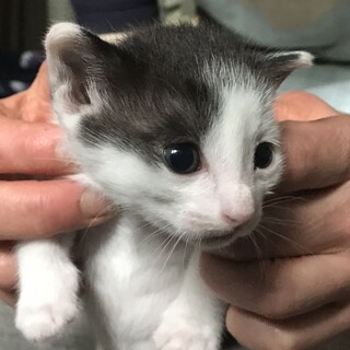 保護猫ちゃん　推定2021.7月下旬生（ミニ）
