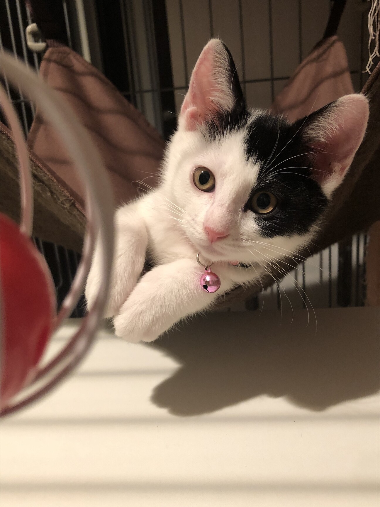 和猫みたいな白黒女の子 東京都 猫の里親募集 ペットのおうち 月間利用者150万人