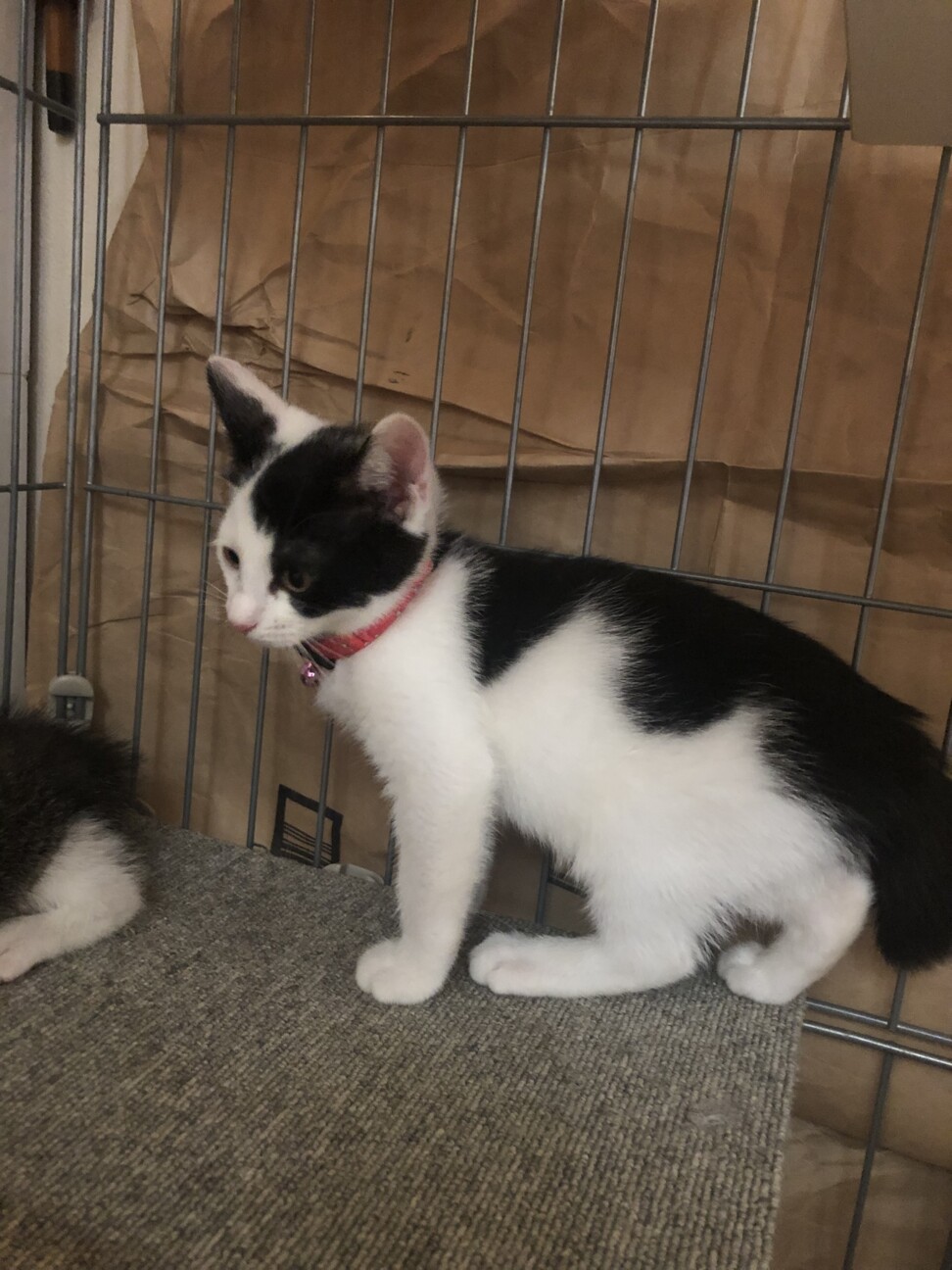 和猫みたいな白黒女の子 東京都 猫の里親募集 ペットのおうち 月間利用者150万人