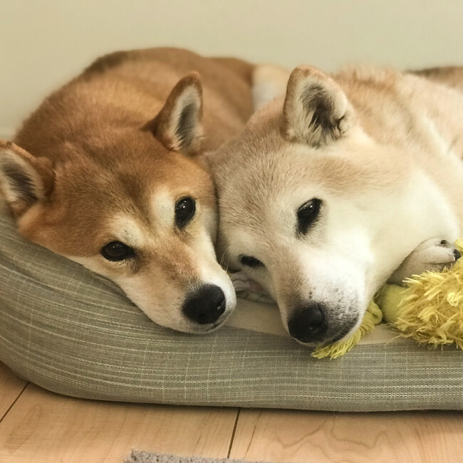 アビー のカバー写真