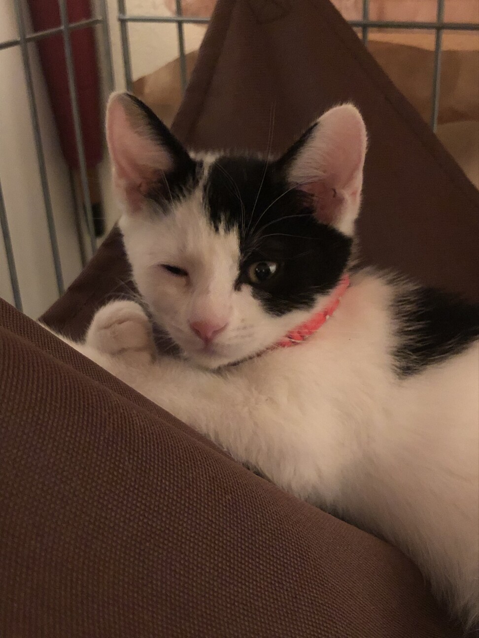 和猫みたいな白黒女の子 東京都 猫の里親募集 ペットのおうち 月間利用者150万人