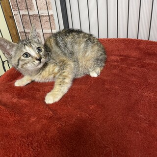 譲渡会の雰囲気に飲まれないよう頑張る❗️レモン❤️