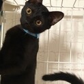 シャイで　キュートな黒猫ちゃん
