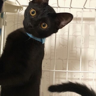 シャイで　キュートな黒猫ちゃん
