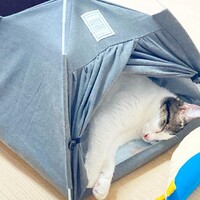 ホッピー