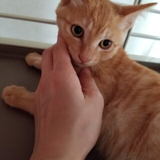 人慣れ抜群♡可愛すぎる茶トラボーイ♡