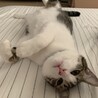 の写真