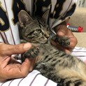 4ヶ月　人馴ればっちり甘えっ子のキジトラちゃん