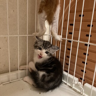 新入園ニャンズ＋ニャン（╹◡╹）♡