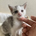 子猫の里親募集　生後約2ヶ月　キュートなちび子