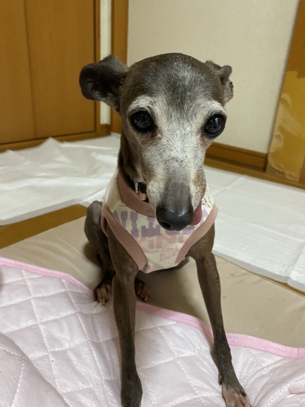 小さいイタグレの女の子親 埼玉県 犬の里親募集 3781 ペットのおうち 月間利用者150万人