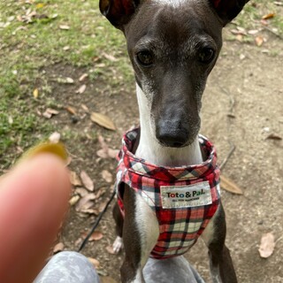 元気な「ロック」ちゃんです！