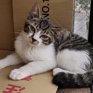 抱っこ大好き、お世話しやすい子猫のララちゃん！