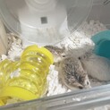 素敵な里親様見つかりました♡ロボロフスキー3匹