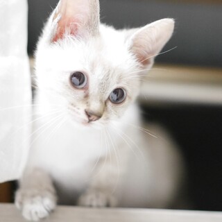 シャム風青い瞳！妖精みたいな女の子二ヶ月