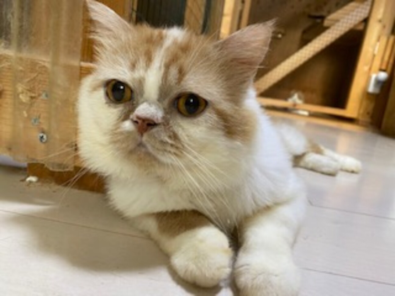 ぶちゃかわスコくん うどんさん 香川県 猫の里親募集 ペットのおうち 月間利用者150万人