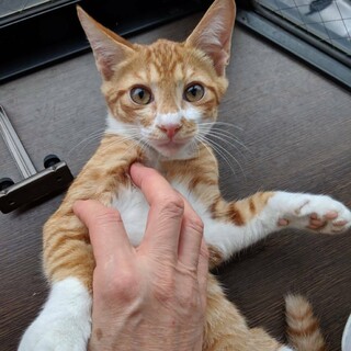 おとなしくて抱っこ好きの子猫、ミエルちゃん！
