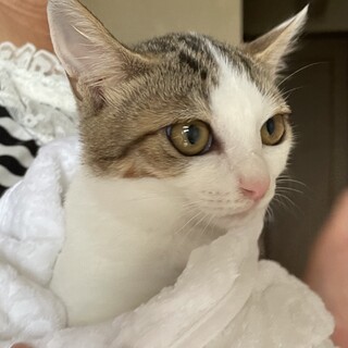 白キジメス4ヶ月なつちゃん