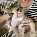 ミケ猫メス4ヶ月ももちゃん