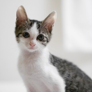 小顔瞳特大！美人要素だけのサバシロっ娘